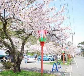桜の名所大山公園