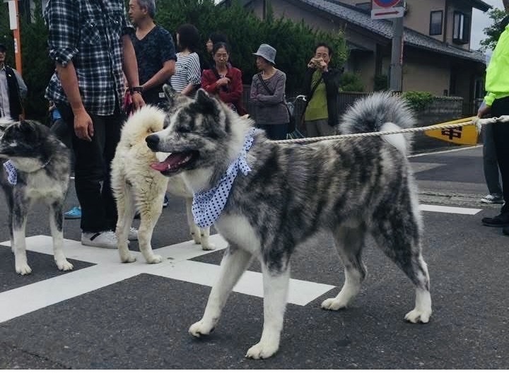 ワンちゃん行列