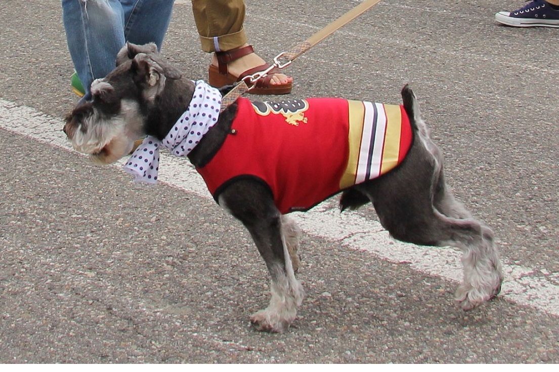 ワンちゃん行列