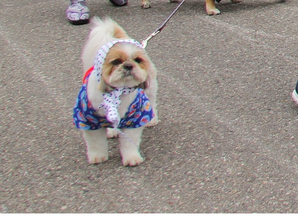 ワンちゃん行列