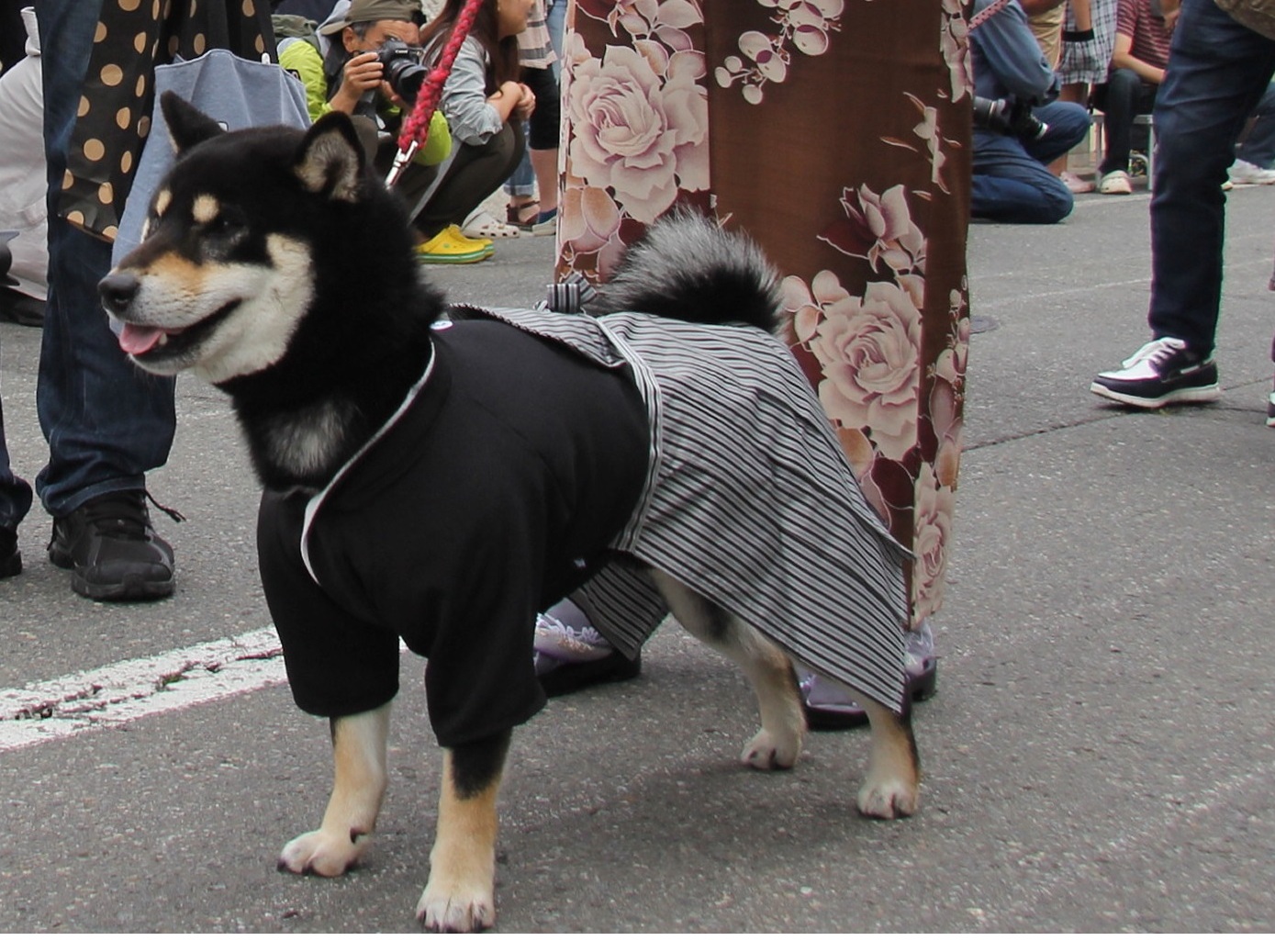 ワンちゃん行列